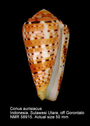 Conus aurisiacus.jpg - Conus aurisiacusLinnaeus,1758